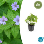 Geranium nodosum (cranesbill) – 6 plants, Ø9 cm, 10–25 cm high