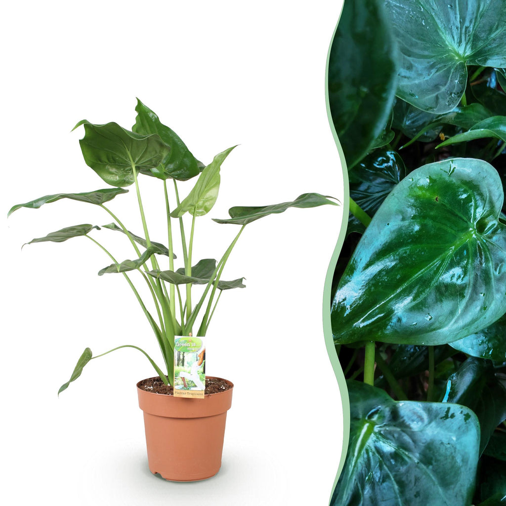 Alocasia Cucullata (oreille d’éléphant) – Ø21 cm, 65–70 cm de haut