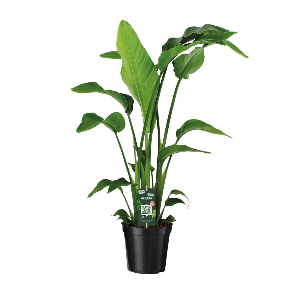 Strelitzia nicolai (weiße Paradiesvogelblume) – Ø 19 cm, 90 cm hoch