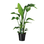 Strelitzia nicolai (weiße Paradiesvogelblume) – Ø 19 cm, 90 cm hoch