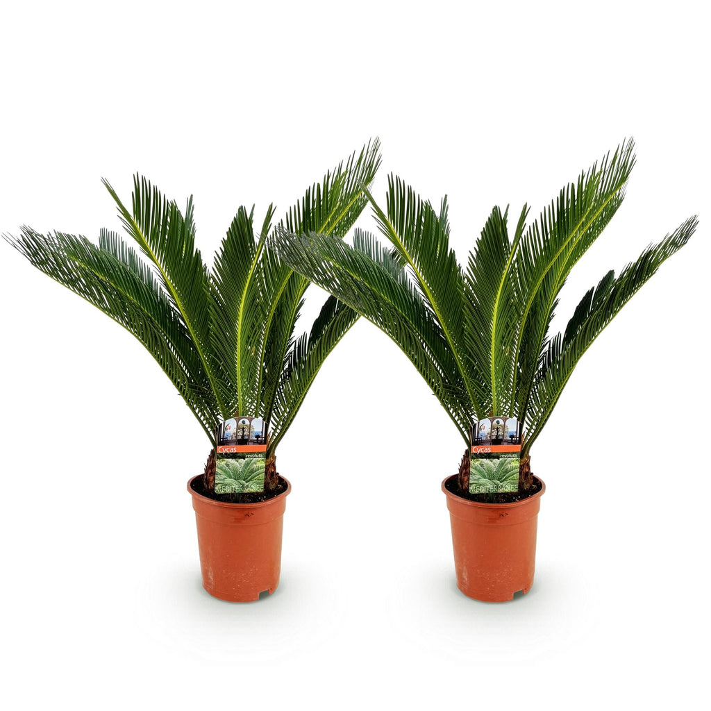 Cycas revoluta (palmebregne) – Ø17 cm, 55–65 cm høj – art. 54719