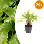 Asplenium scolopendrium (streepvaren) – 24 planten, Ø9 cm, 10–25 cm hoog