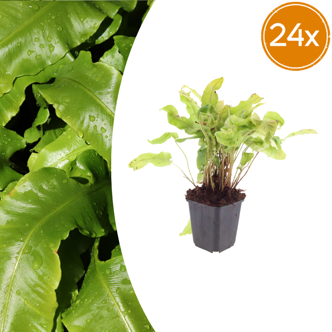 Asplenium scolopendrium (streepvaren) – 24 planten, Ø9 cm, 10–25 cm hoog