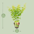 Acer palmatum 'Going Green' (Japanse esdoorn) – Ø15 cm, 30 cm hoog