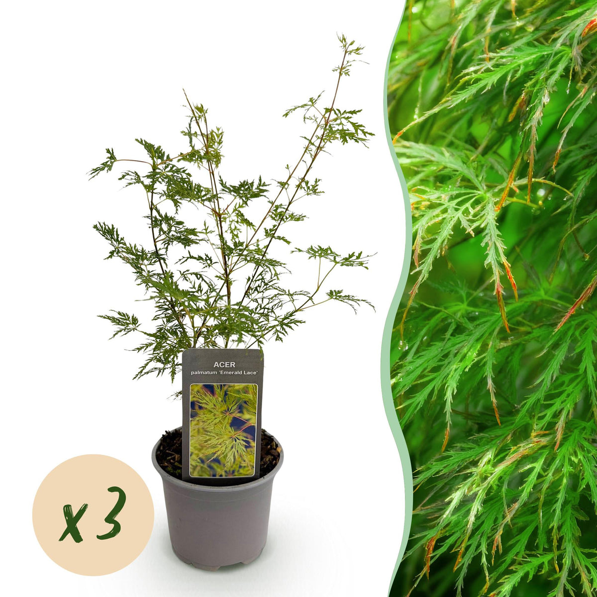 Acer palmatum 'Emerald Lace' (Japanse esdoorn) – 3 planten, Ø12 cm, 35 cm hoog