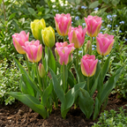 Tulp 'Strawberry Lemonade' – 12 bloembollen (bolmaat 11/12)