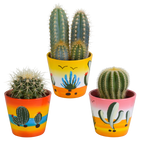 Cactus mix (Cactaceae) – Ø9 cm, 18 cm hoog