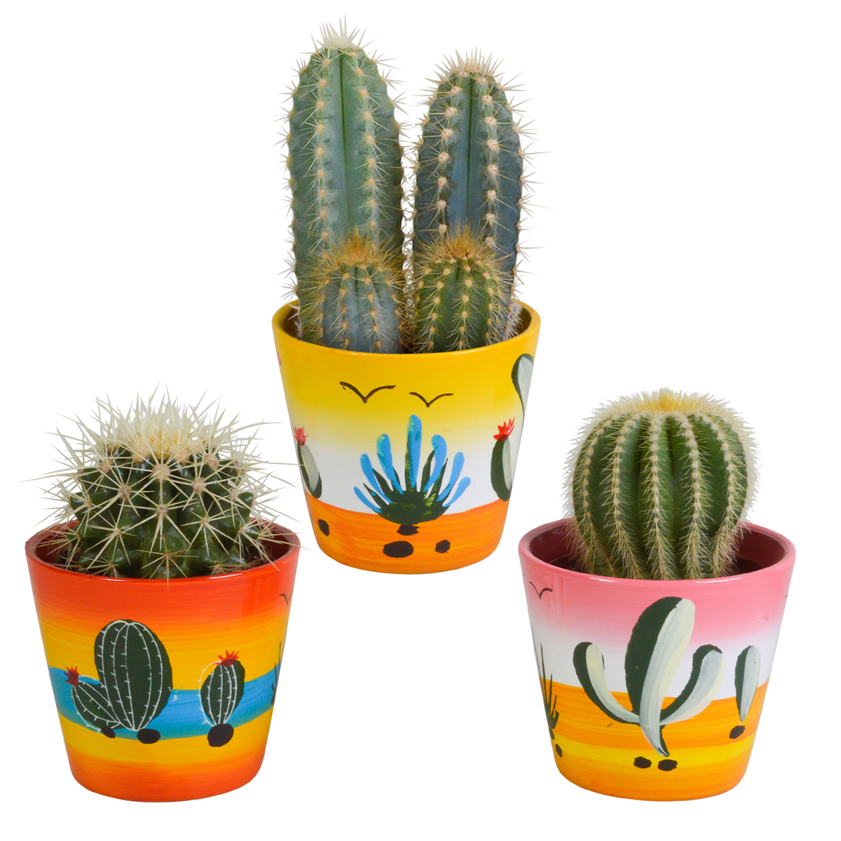 Cactus mix (Cactaceae) – Ø9 cm, 18 cm hoog – foto 7