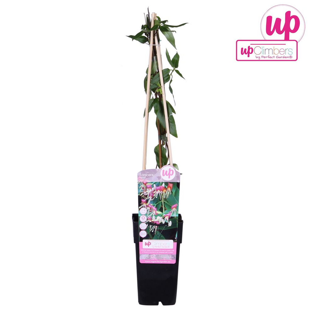 Lonicera henryi (honeysuckle) – Ø15 cm, 65 cm high – photo 4