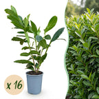Prunus laurocerasus 'Caucasica' (prunier de cerf) – 16 plants, Ø9 cm, 25–35 cm de haut