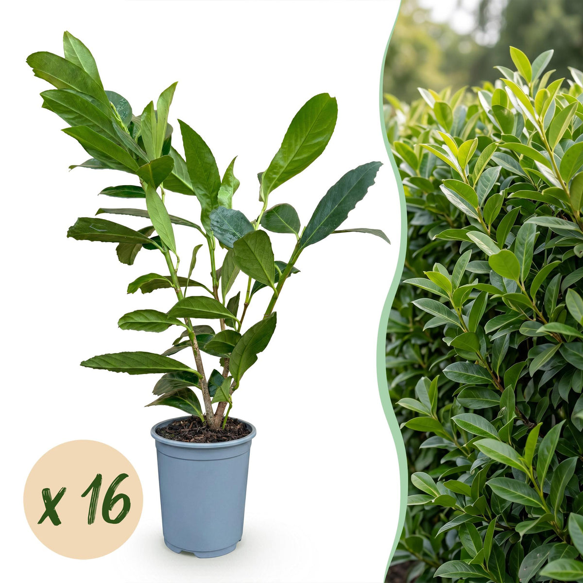 Prunus laurocerasus 'Caucasica' (prunier de cerf) – 16 plants, Ø9 cm, 25–35 cm de haut