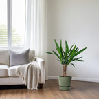 Yucca – Ø14 cm, 60 cm høj