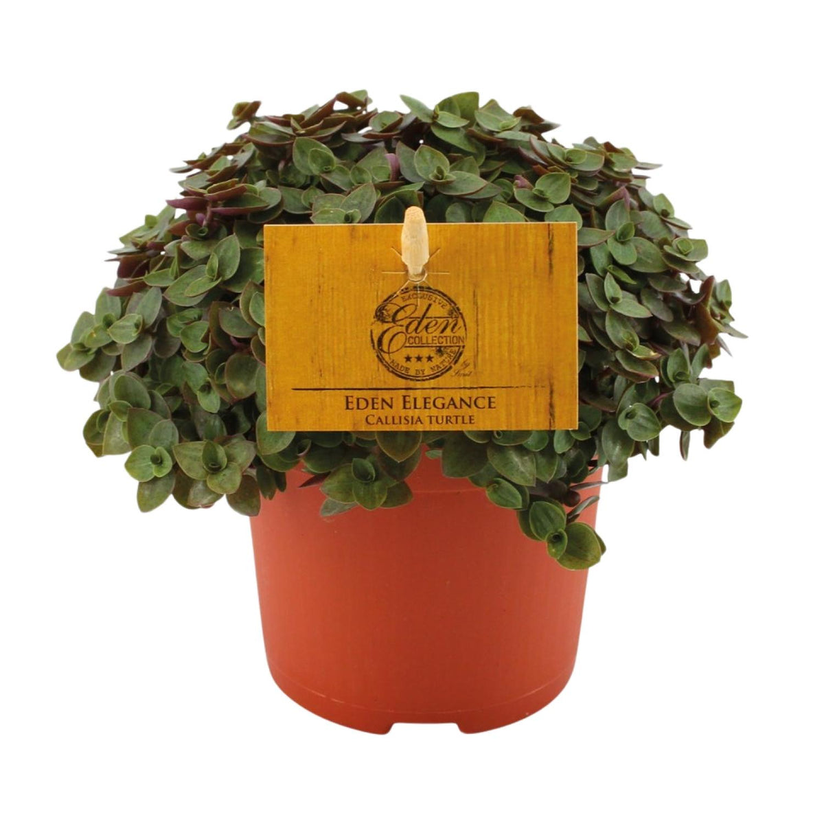 Callisia Turtle – Ø10 cm, 15 cm hög