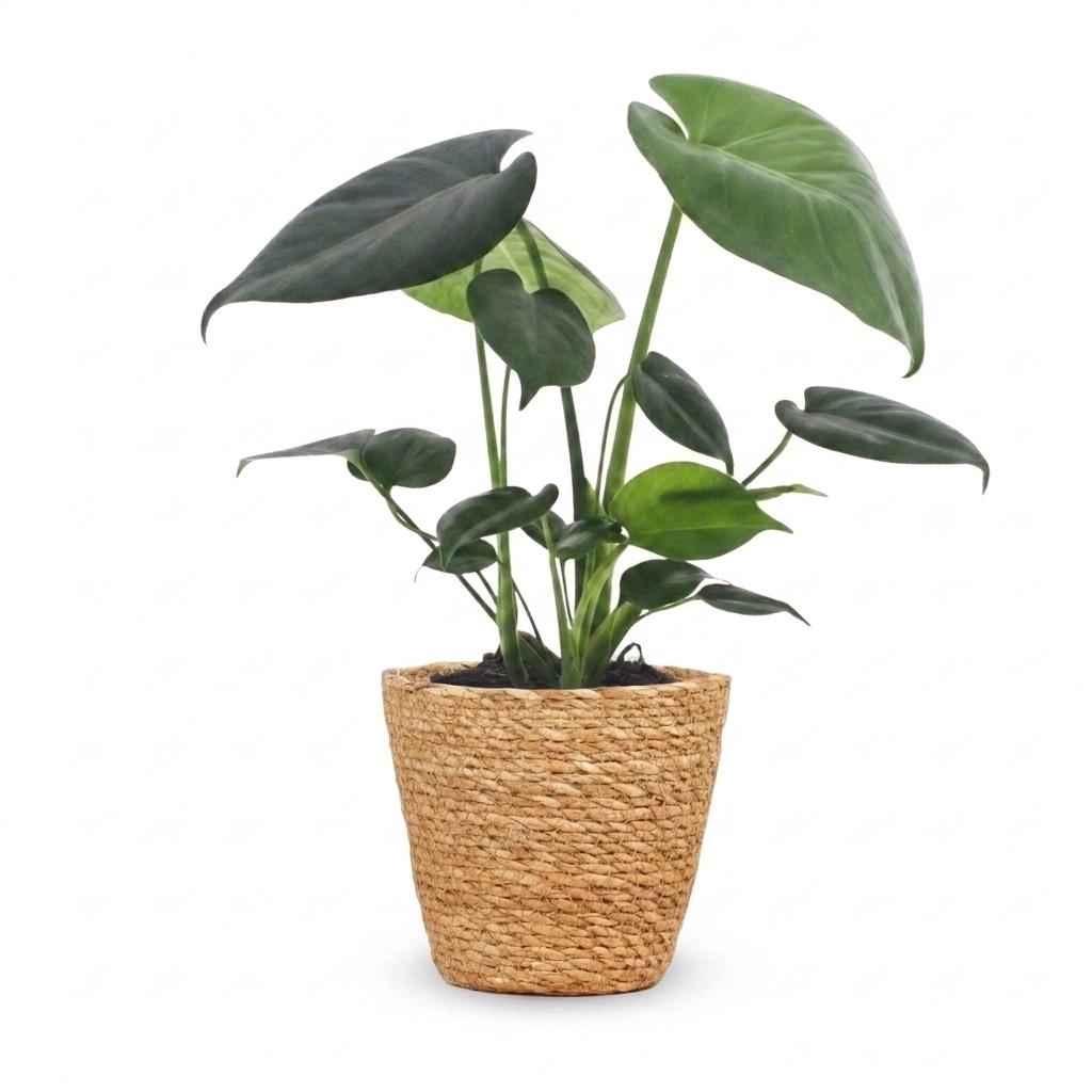 Monstera deliciosa (Fensterblatt) mit Korb – Ø 12 cm, 30 cm hoch