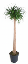 Beaucarnea XXL (patte d’éléphant) – Ø34 cm, 180 cm de haut