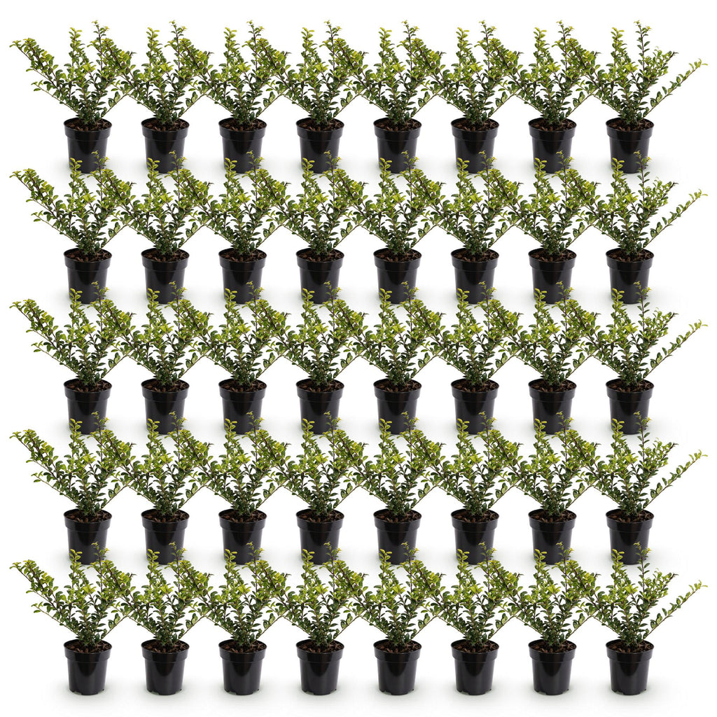 Ilex crenata 'Golden Gem' (Japanse hulst) – geel – 40 planten, Ø9 cm, 20–30 cm hoog – foto 2