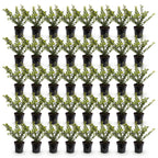 Ilex crenata 'Golden Gem' (Japanse hulst) – geel – 40 planten, Ø9 cm, 20–30 cm hoog