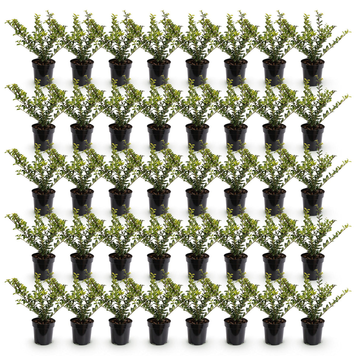 Ilex crenata 'Golden Gem' (Japanse hulst) – geel – 40 planten, Ø9 cm, 20–30 cm hoog – foto 2