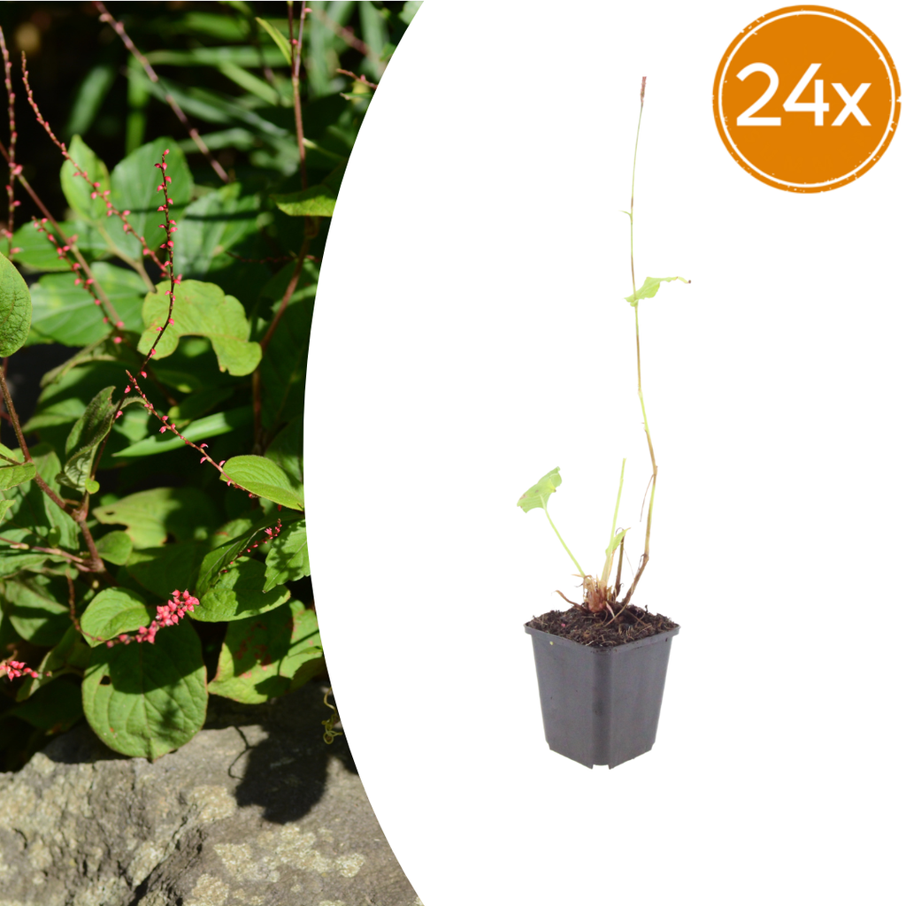Persicaria anomala 'Speciosa' (Taubnessel) – 24 Pflanzen, Ø9 cm, 10–25 cm hoch