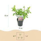 Hydrangea panniculata 'Pink Diamond' (hortensia) – rose-blanc – 3 plantes, Ø17 cm, 50 cm de haut
