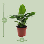 Musa Oriental Dwarf (banana plant) – Ø12 cm, 25 cm high
