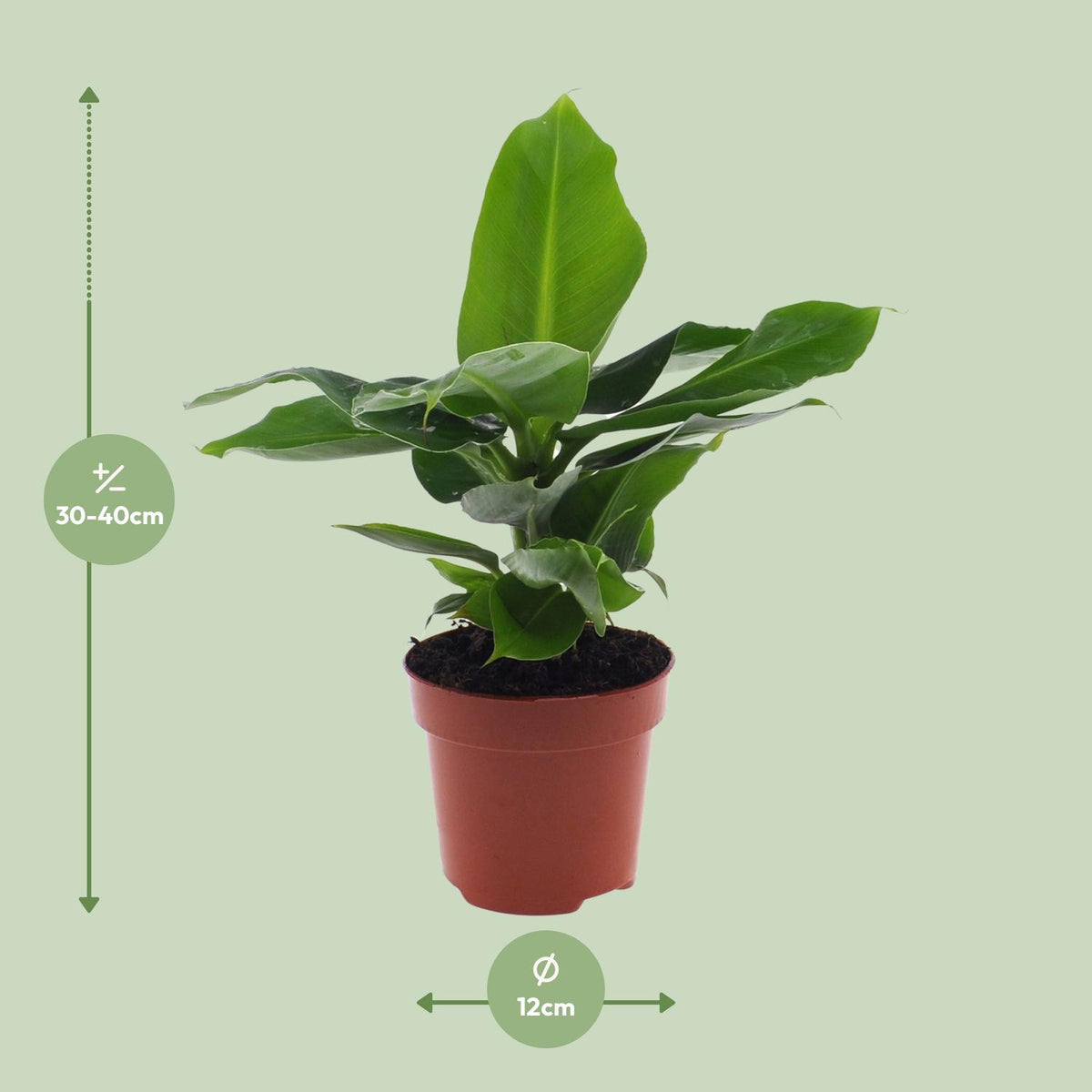 Musa Oriental Dwarf (banana plant) – Ø12 cm, 25 cm high – photo 7