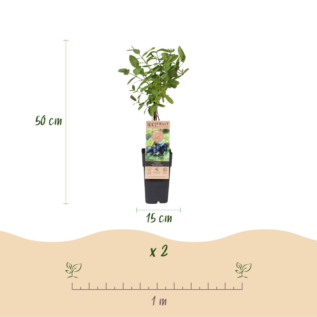 Lonicera caerulea 'Kamchatika' (honeyberry) – 2 plants, Ø15 cm, 50 cm high – photo 3