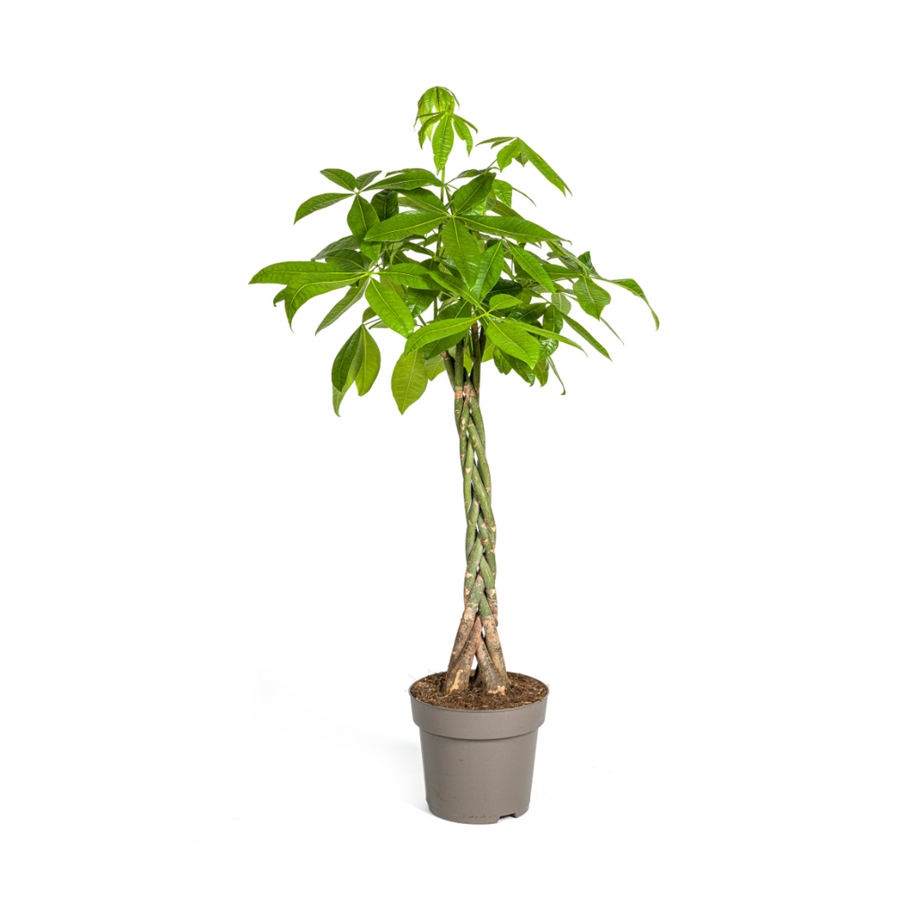 Pachira aquatica (geldboom) – Ø27 cm, 130–150 cm hoog