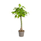 Pachira aquatica (geldboom) – Ø27 cm, 130–150 cm hoog