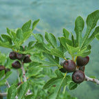 Ficus carica 'Brown Turkey' (fig tree) standard – Ø19 cm, 90 cm high