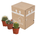 3× Koglekaktus-mix (Cactaceae) uden urtepotte – Ø9 cm, 16 cm høj