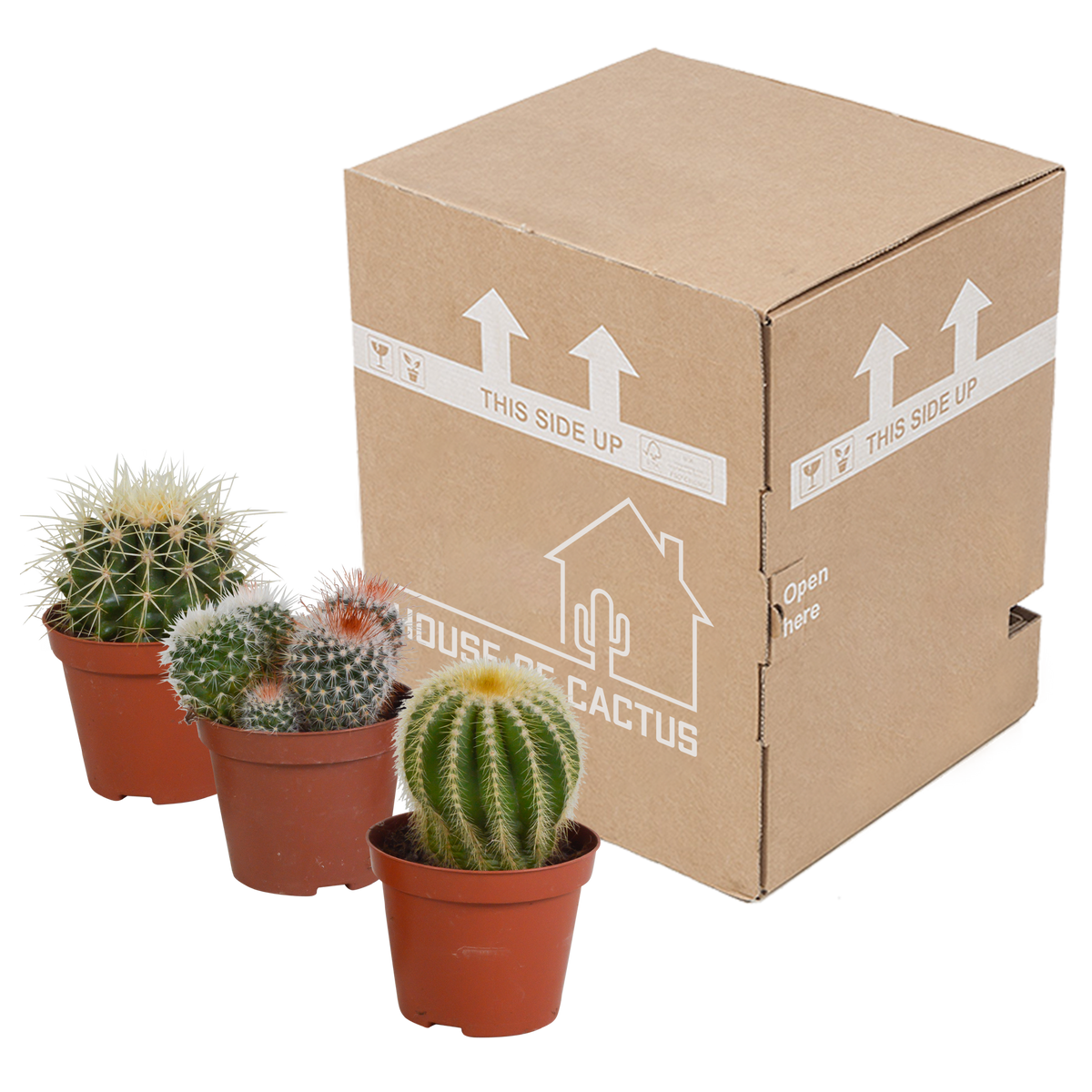 3× Koglekaktus-mix (Cactaceae) uden urtepotte – Ø9 cm, 16 cm høj