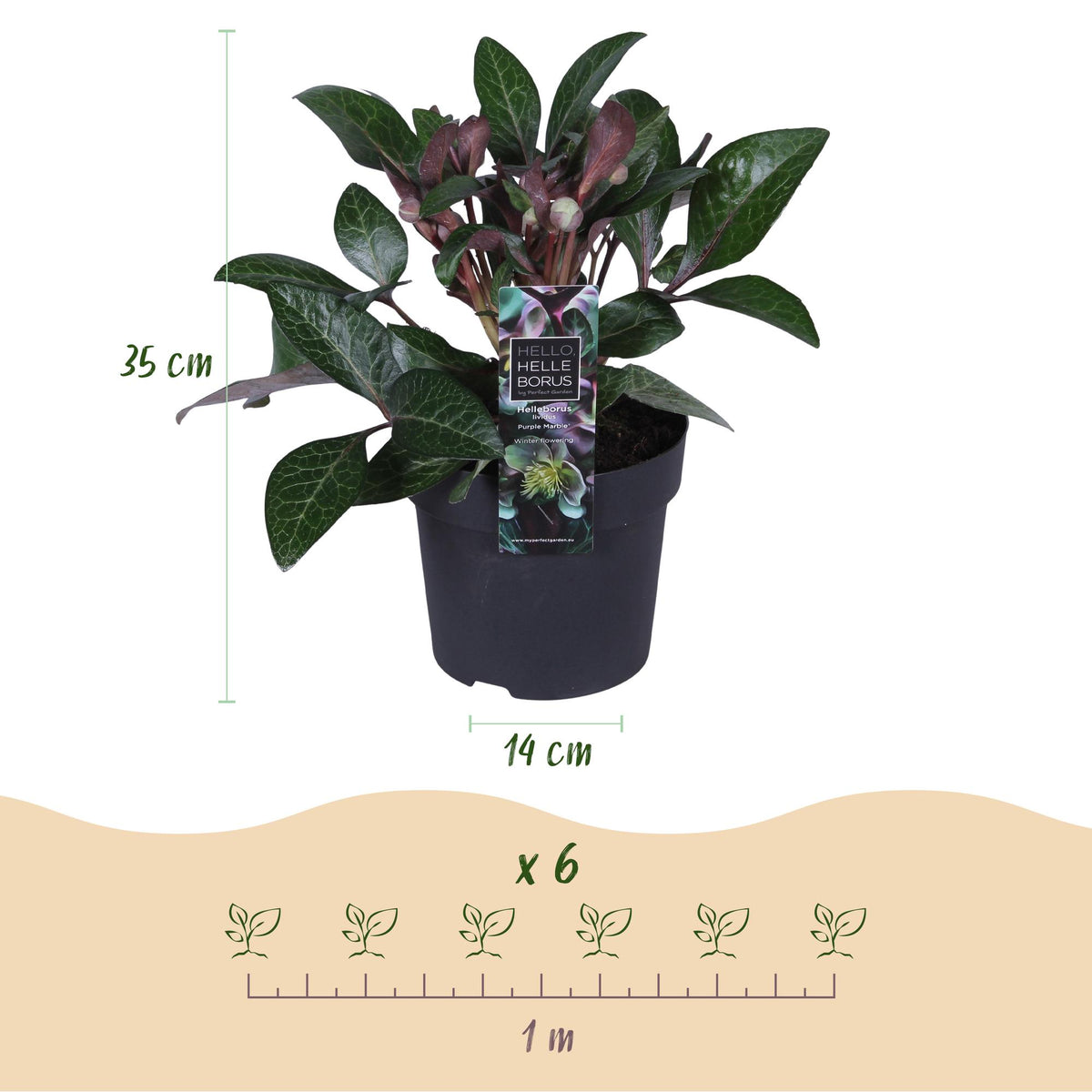 Helleborus lividus 'Purple Marble' (kerstroos) – Ø14 cm, 35 cm hoog – foto 3