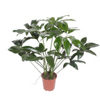 Philodendron Green Wonder – Ø24 cm, 100 cm hoog – cm