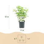 Hydrangea paniculata 'Limelight' (hydrangea) – white-cream – 3 plants, Ø17 cm, 50 cm high