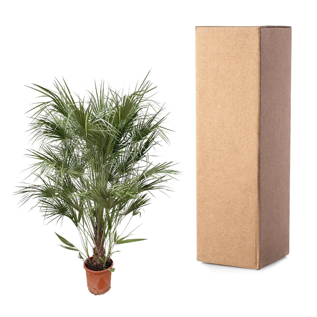Chamaerops humilis shrub (dwarf palm) – Ø30 cm, 170 cm high – photo 3