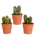 Mélange de Céreus (Cactaceae) en pot en terre cuite – Ø11 cm, 23 cm de haut