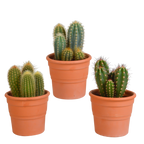 Mélange de Céreus (Cactaceae) en pot en terre cuite – Ø11 cm, 23 cm de haut