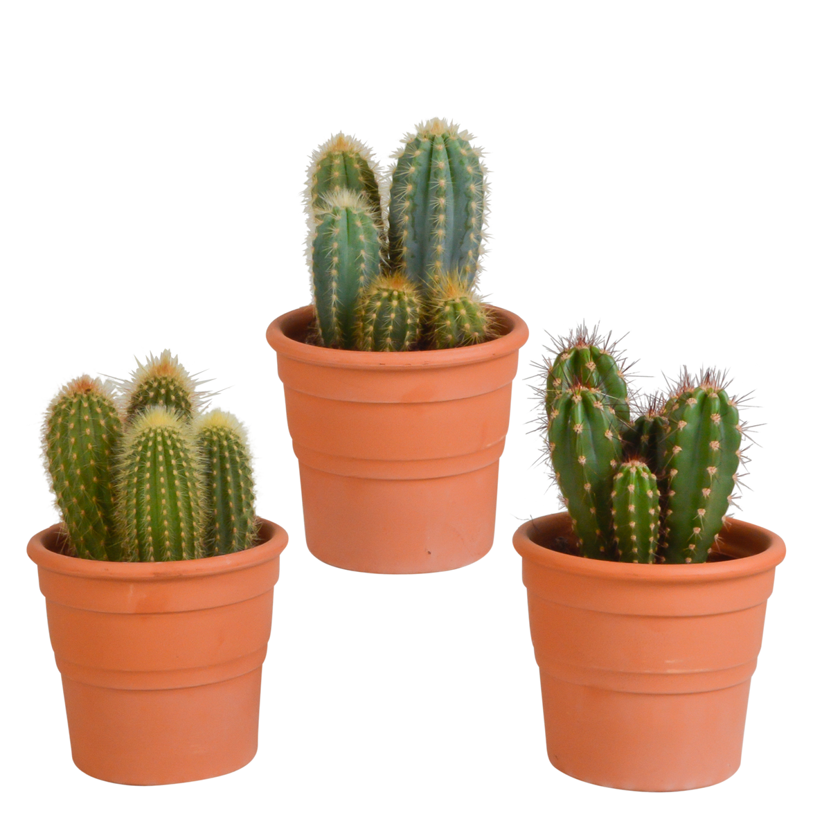 Mélange de Céreus (Cactaceae) en pot en terre cuite – Ø11 cm, 23 cm de haut