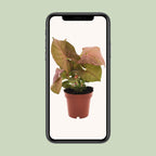 Syngonium Neon – Ø12 cm, 25 cm hoog