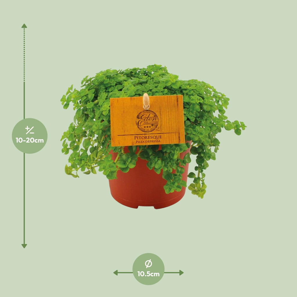 Pilea Depressa – Ø11 cm, 15 cm hoog