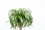 Beaucarnea XXL (patte d’éléphant) – Ø34 cm, 180 cm de haut