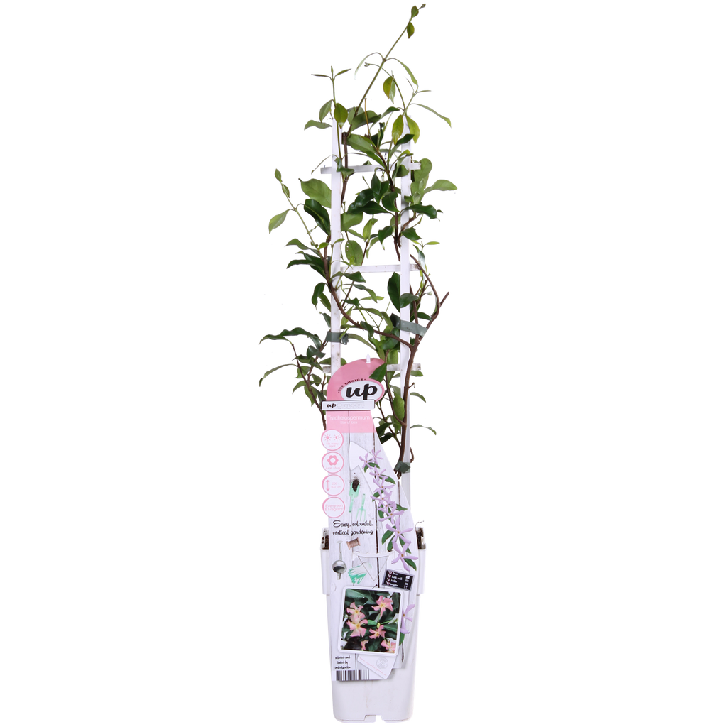 Trachelospermum 'Star Of Ibiza' (Toskanischer Jasmin) – Ø15 cm, 65 cm hoch – Bild 2