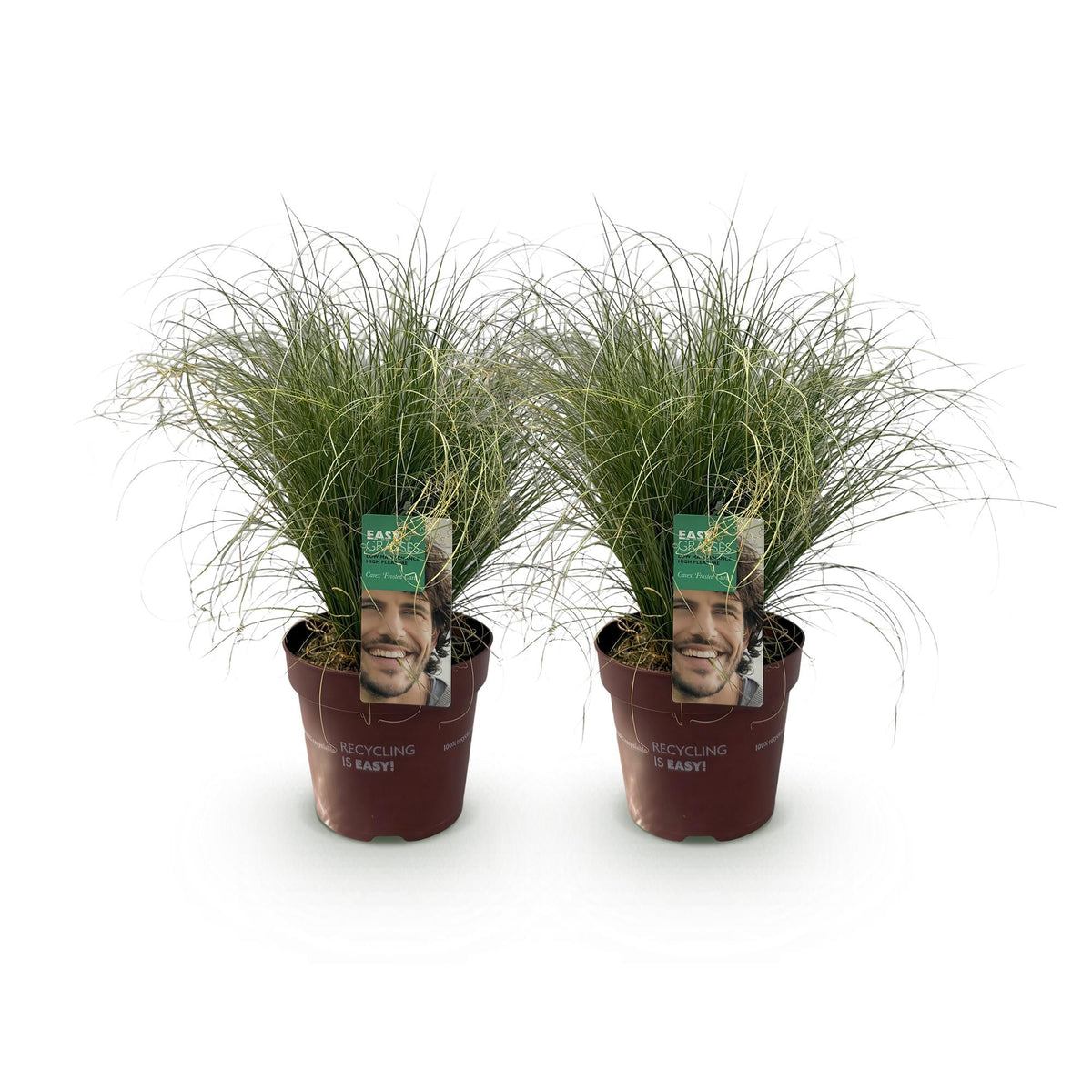 Carex comans 'Frosted Curls' (Segge) – 2 Pflanzen, Ø 17 cm, 50 cm hoch – Bild 2