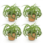 4× Chlorophytum comosum Bonnie (græsløg) med kurv – Ø12 cm, 20 cm høj