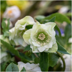 Helleborus 'Specials' (kerstroos) – Ø14 cm, 25 cm hoog