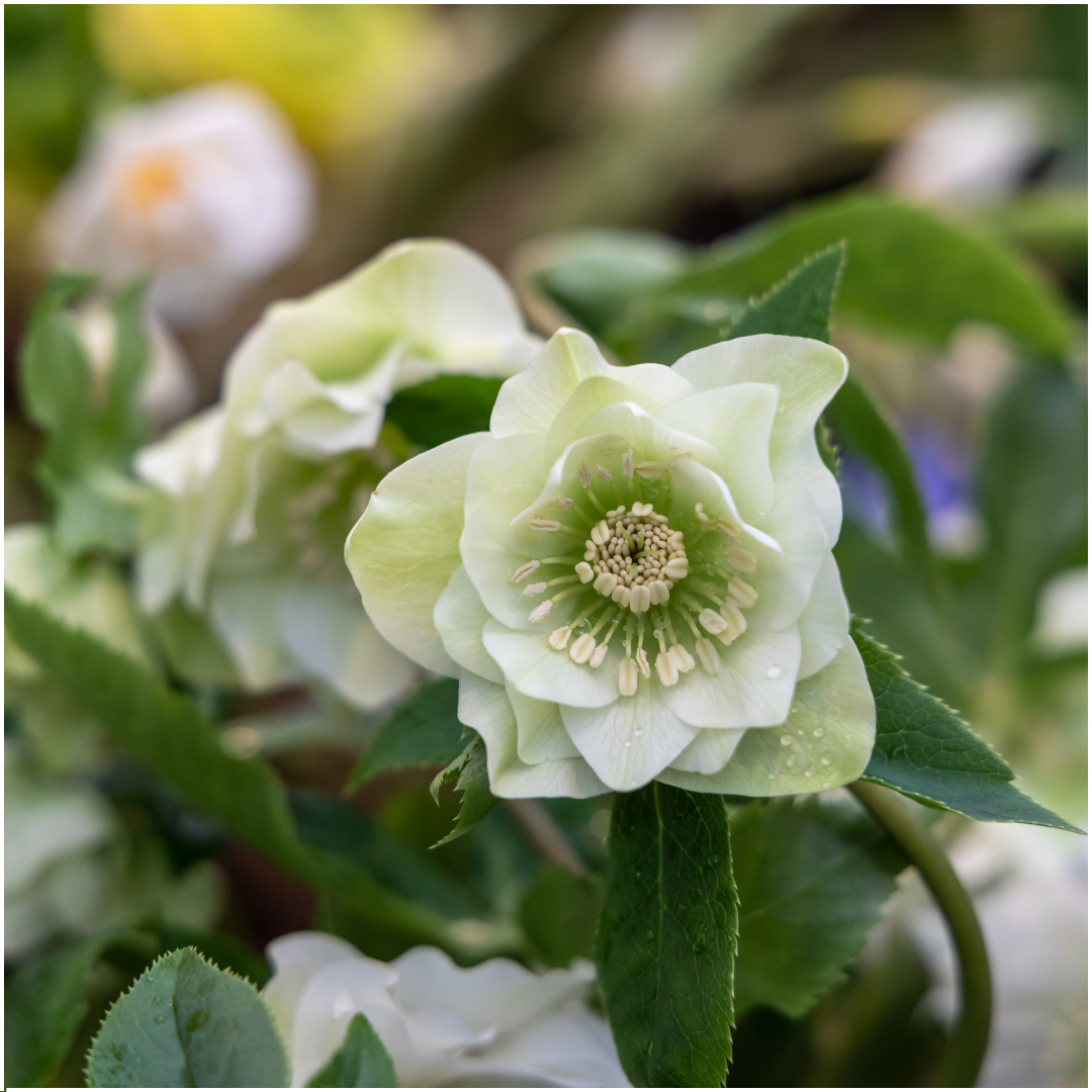 Helleborus 'Specials' (kerstroos) – Ø14 cm, 25 cm hoog – foto 3