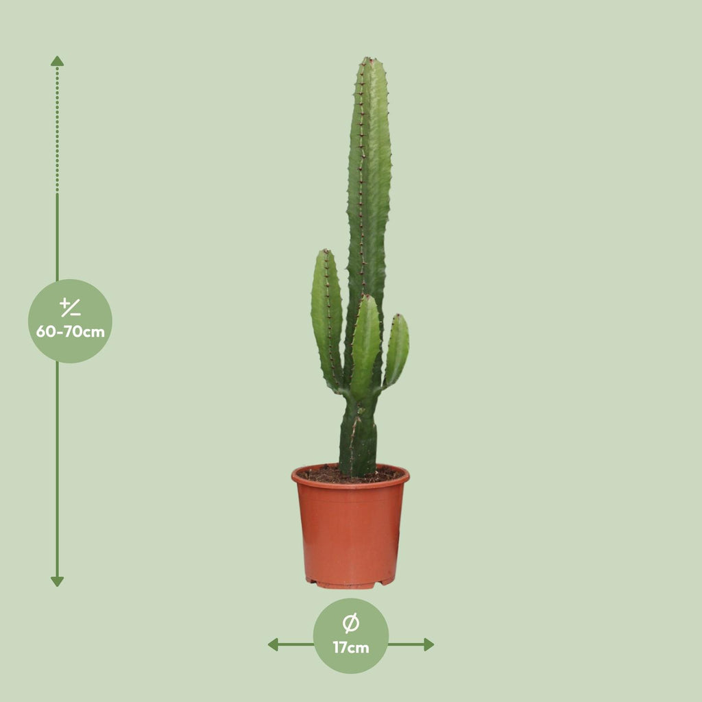 Euphorbia Acrurensis – Ø 17 cm, 50 cm hoch