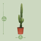 Euphorbia Acrurensis – Ø 17 cm, 50 cm hoch
