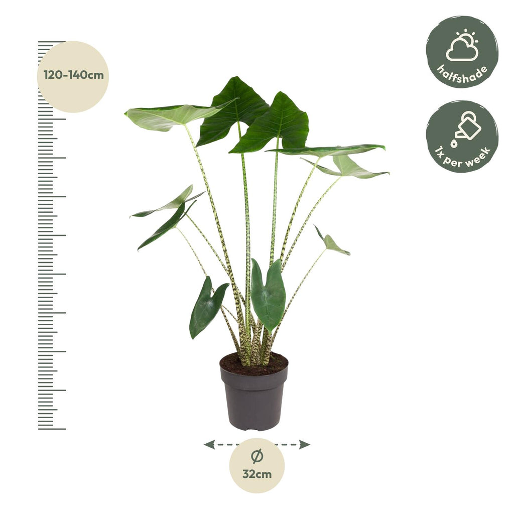 Alocasia zebrina (olifantsoor) – Ø32 cm, 130 cm hoog